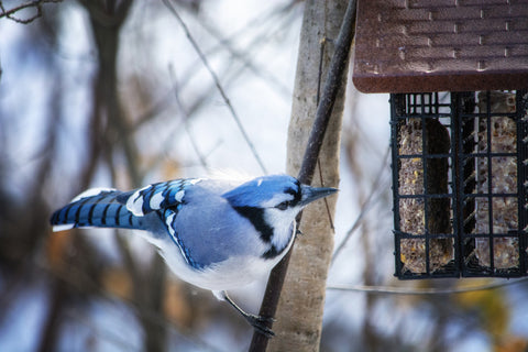 Winter Bird Feeding Season