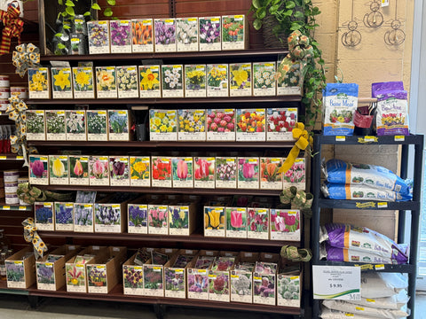 BOGO Flower Bulbs