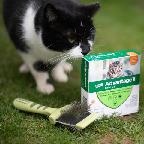 Cat standing in front of cat supplies