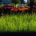 The Mill Contractors Grass Seed Mix showing a close-up of tall fescue and annual ryegrass blades for turf planting.