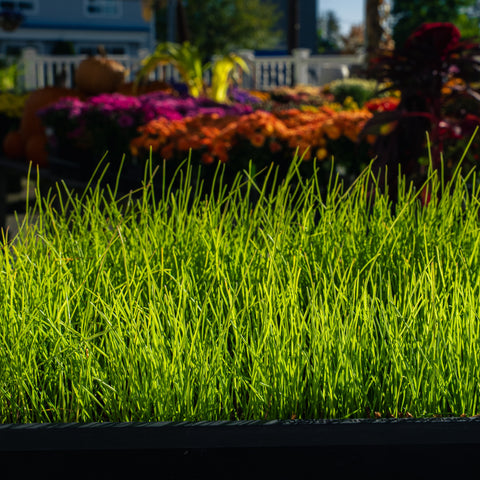 Closeup of The Mill's Contractor Grass Seed with flowers in the background