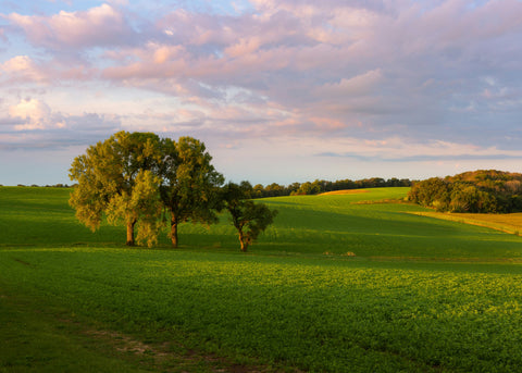 Forages & Pastures