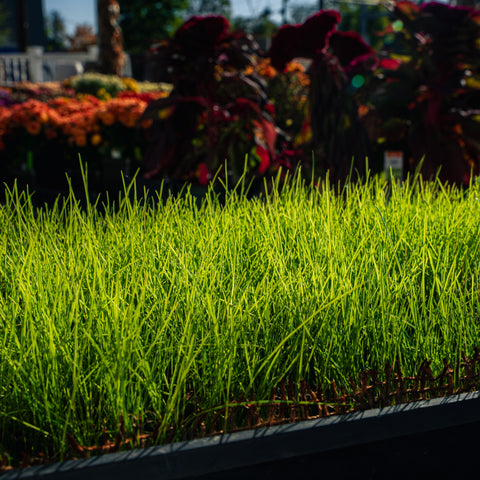 Close up of The Mill's Dense Shade Grass Seed with flowers in the background