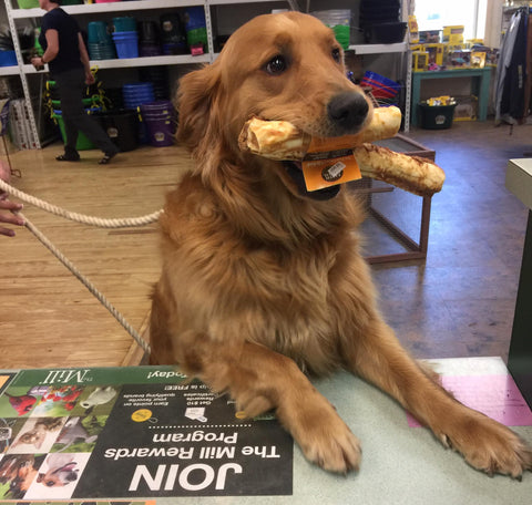 Dog at the counter at The Mill