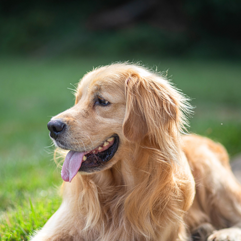 Dog laying in the grass