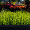 The Mill Double Coverage Grass Seed Mix for turf, featuring tall fescue and Kentucky bluegrass, shown in a shop display image.