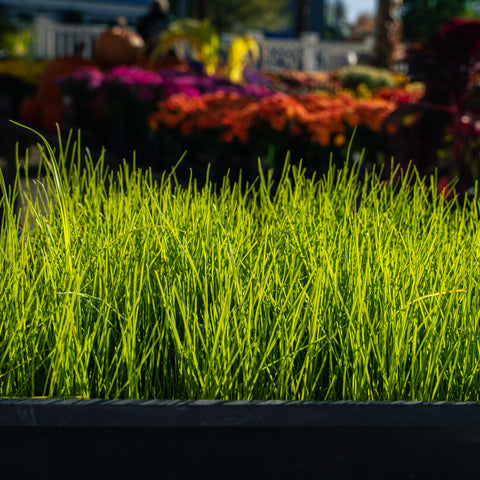 The Mill Double Coverage Grass Seed Mix for turf, featuring tall fescue and Kentucky bluegrass, shown in a shop display image.