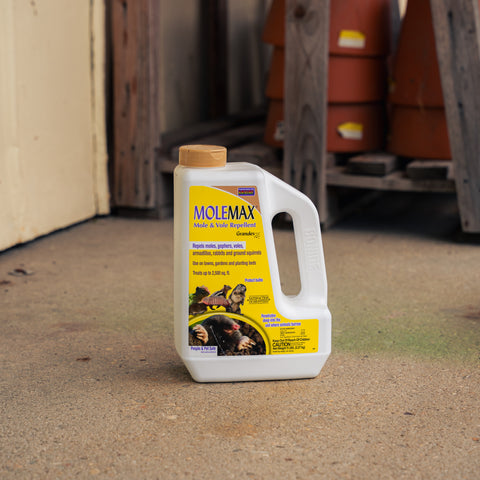 A white plastic jug of MoleMax Mole and Vole Repellent ground bait with a yellow label and tan cap, standing on a concrete floor in an outdoor storage area.