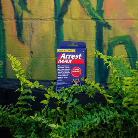 A blue and red box of Arrest Max grass control product standing upright on a black surface, surrounded by green ferns in front of a painted wall.