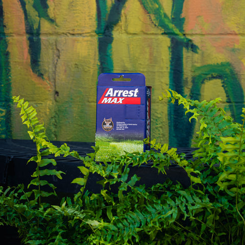 A blue and red box of Arrest Max grass control product standing upright on a black surface, surrounded by green ferns in front of a painted wall.