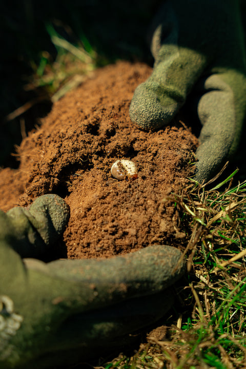 Gloved hands holding a small grub over a patch of soil.