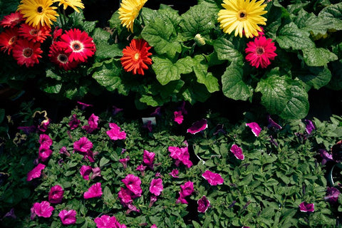 A garden scene with multicolored flowers