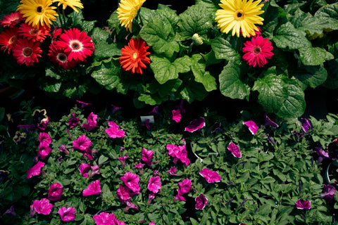 A close-up view of a mixed flower bed featuring bright yellow and red gerbera daisies with large green leaves above dense magenta petunias and other small purple flowers.