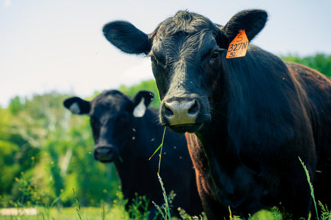 A close-up outdoor photo of a black cow in a field with another black cow blurred in the background. The front cow has an orange ear tag and is chewing grass.
