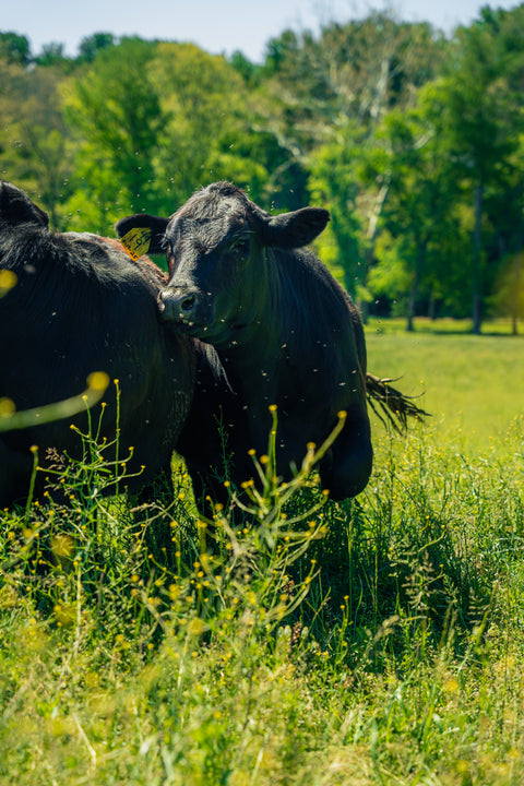 Two black cows standing in a grassy field with trees in the background