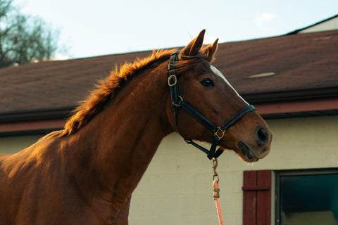 A brown horse with a barn blurred in the background