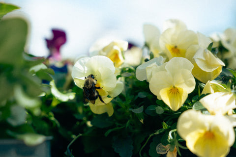 Yellow flowers with a bee on a blurred natural background