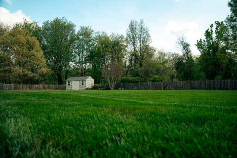 A wide outdoor backyard scene with a large green lawn in the foreground, a small white shed near the center-left, a dark wooden fence, and tall green trees under a blue sky with light clouds.