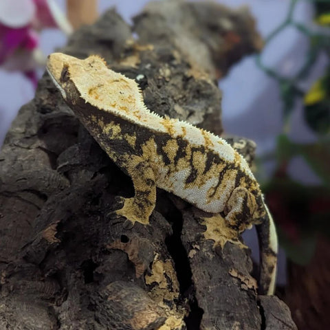 Lizard on a log