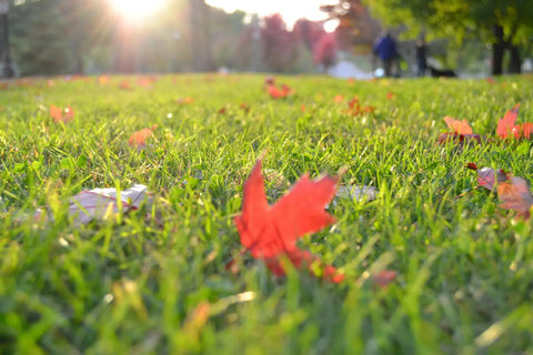 A low-angle outdoor shot of a vibrant green lawn scattered with red and orange autumn leaves, featuring a bright sun flare in the upper left and a blurred background of trees and people.