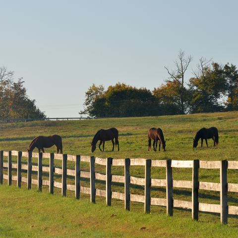 Board fence in a field