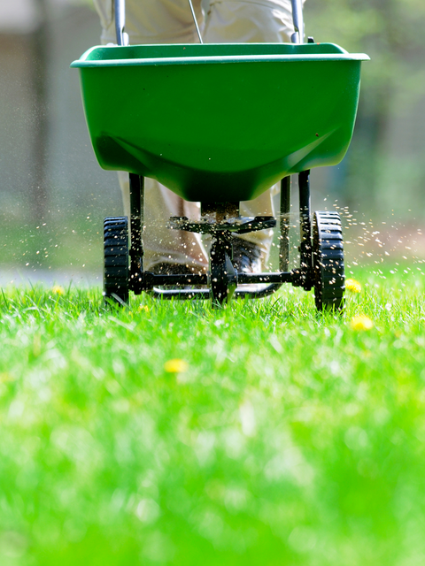 Fertilizing lawn