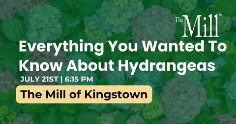 Promotional graphic for a hydrangea event at The Mill of Kingstown with green floral background.