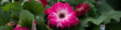 Hanging Basket Workshop