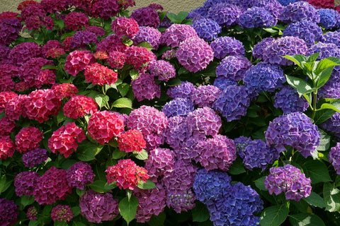 Purple and Pink Flowers