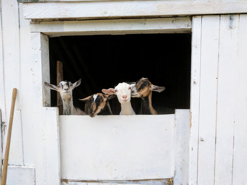 4 goats looking over a closed door gate of a white barn