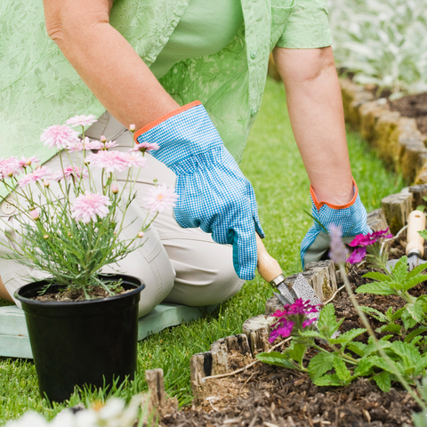 Planting flowers in a flower bed