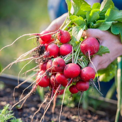 Pulling Radishes from the garden