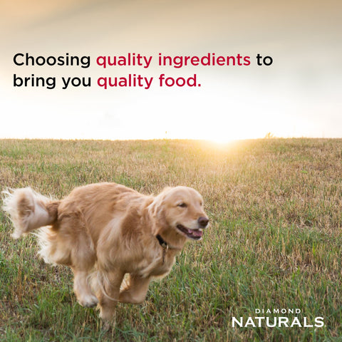 Golden retriever running outdoors with a bowl of Diamond Naturals adult beef meal and rice dry dog food in the foreground.