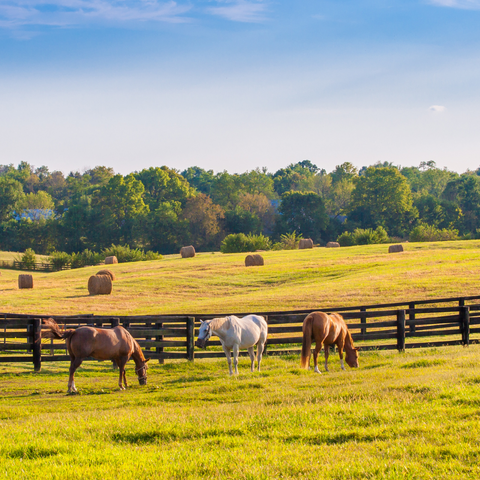 horses in a pasture