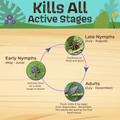 A graphic of Lanternfly stages