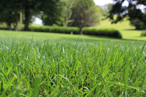 Grass 