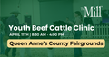 Young beef cattle attending The Mill Youth Beef Cattle Clinic, participating in livestock education event.