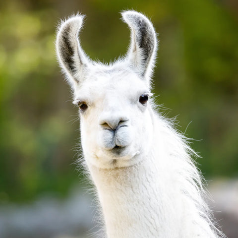 Llama and Alpaca standing with ears up