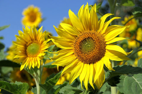 Peredovik Black Oil Sunflowers growing 