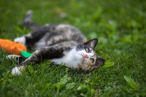 A calico cat lying on green grass next to an orange plush toy with a green tab.