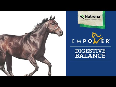 An informational video on 
Nutrena Empower Digestive Balance Horse Supplement with a dark brown horse on a white and blue background. This link leads to YouTube.com.
