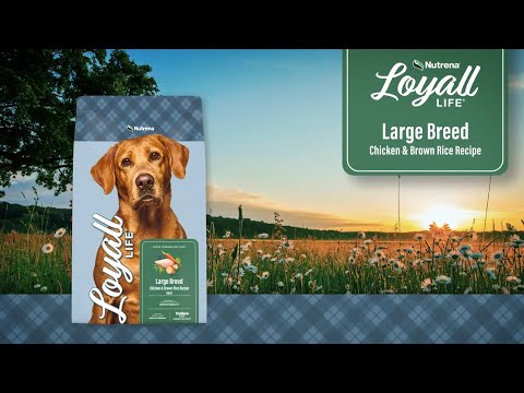 An informational video on Nutrena Loyall Life Large Breed Chicken and Brown Rice Recipe. This link leads to Youtube.com.