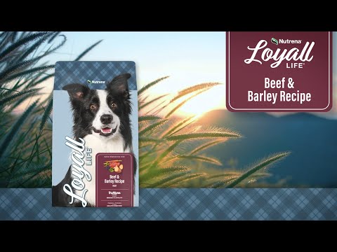 An informational video on Nutrena Loyall Life Beef Barley Recipe. This link leads to Youtube.com.