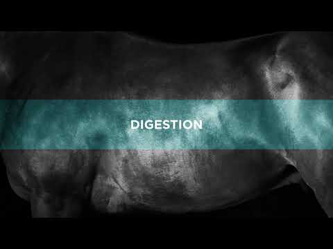 An informational video on ProElite Senior. This link leads to Youtube.com.