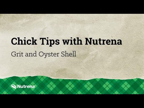 A link to an informational video on Chick Tips With Nutrena. This link goes to YouTube.com.