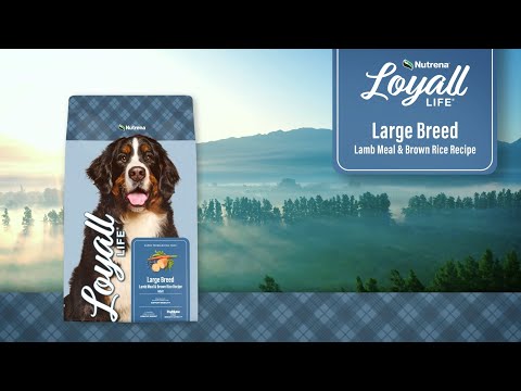 An informational video on Nutrena Loyall Life Large Breed Lamb Meal and Brown Rice Recipe. This link leads to Youtube.com.