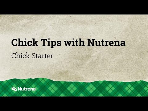An informational video on 
Chick Tips with Nutrena: Feeding Chick Starter. This link leads to YouTube.com.