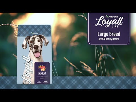 An informational video on Nutrena Loyall Life Large Breed Beef Barley Recipe. This link leads to Youtube.com.
