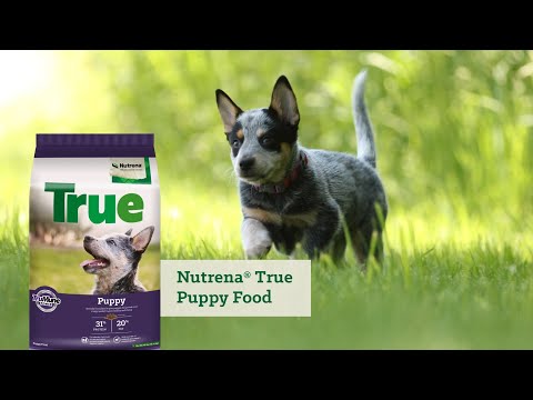 an informational video on 
Nutrena True Puppy Food with a puppy playing in grass. This link leads to YouTube.com.