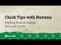An informational video on feeding scratch grains. This link goes to youtube.com.